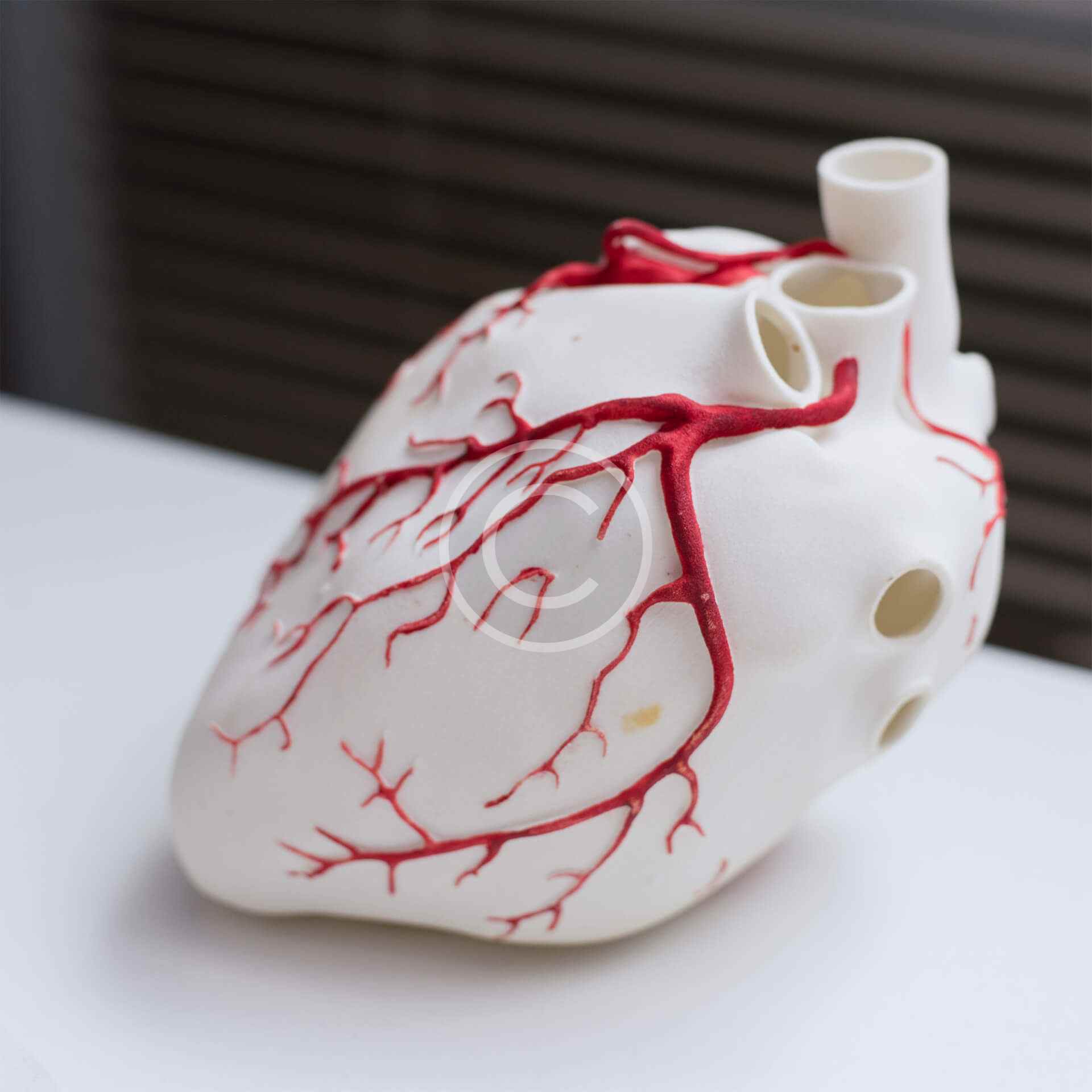 Heart model 1 Heart model